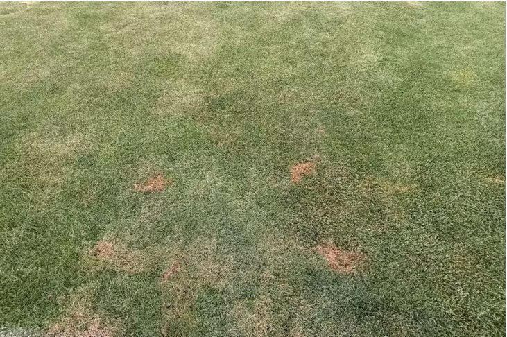 چمن ورزشگاه آزادی قارچ زده است