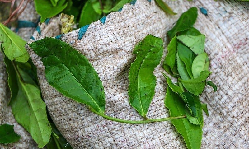 فواید چای سبز برای پیشگیری از سرطان‌ها و کاهش چربی خون