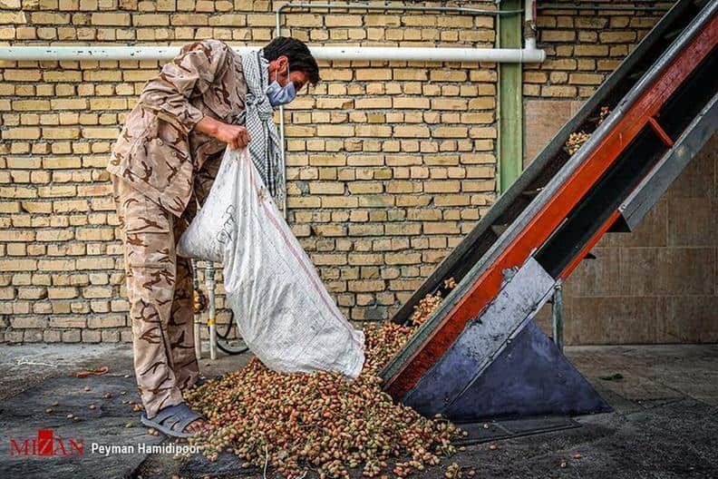 تولید ۲۰۰ الی ۲۱۰ هزارتنی پسته در سال‌جاری
