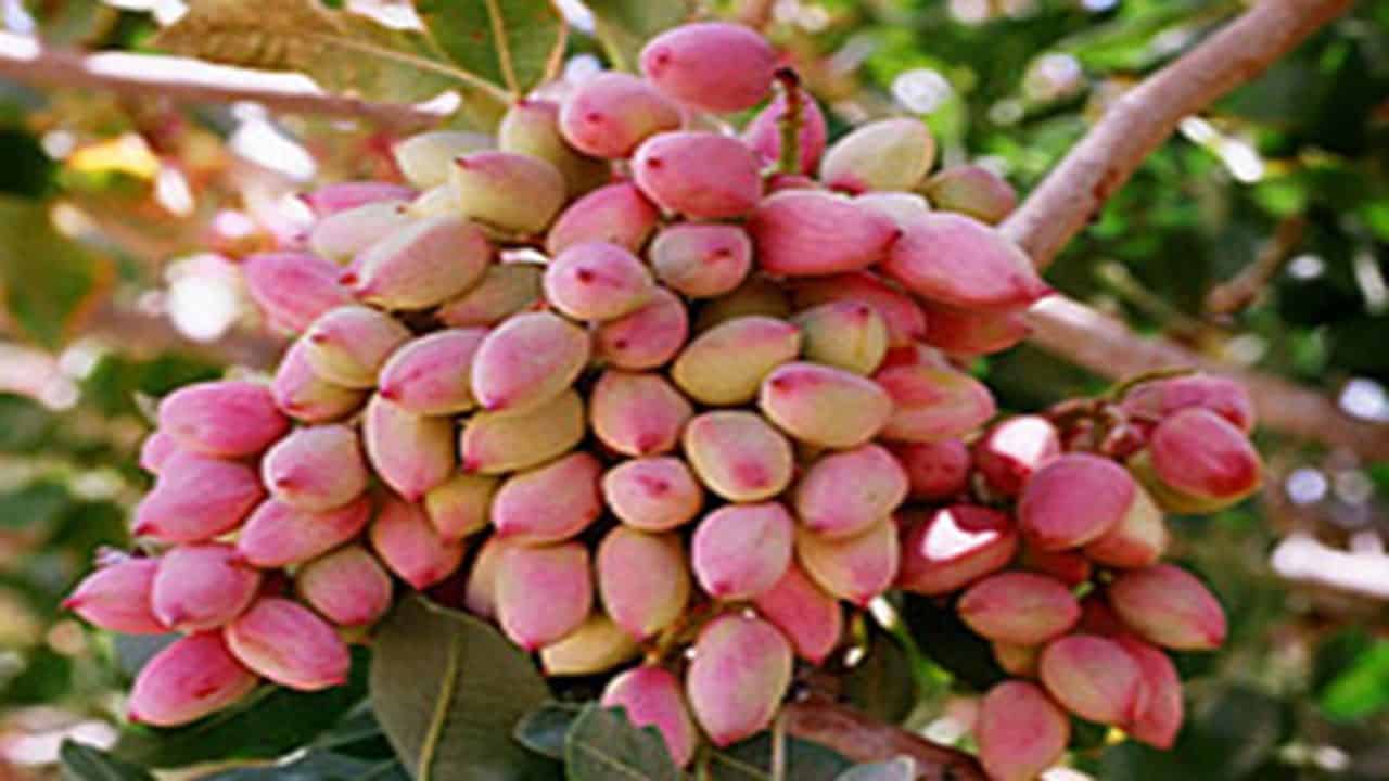 تولید پسته باغات استان تهران به ۹ هزار و ۹۰۰ تن می‌رسد