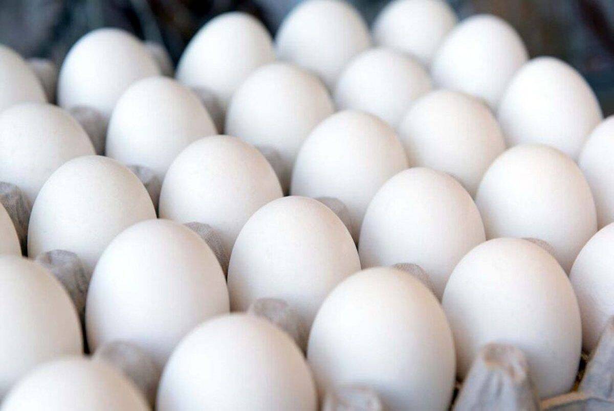 تخم‌مرغ به‌جای گوشت و مرغ!