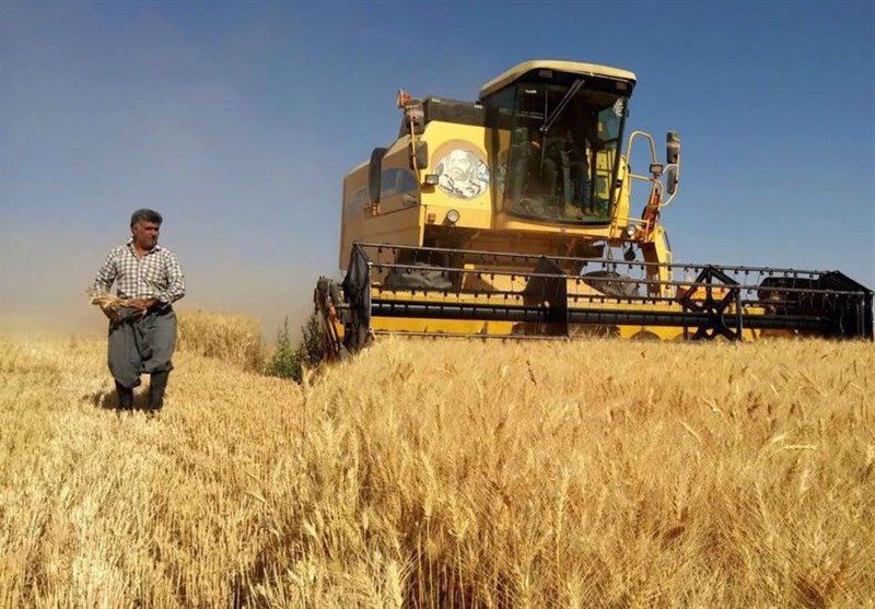 واردات برنج متوقف است