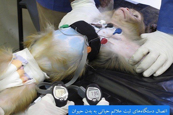 ماجرای پرتاب یک میمون به فضا