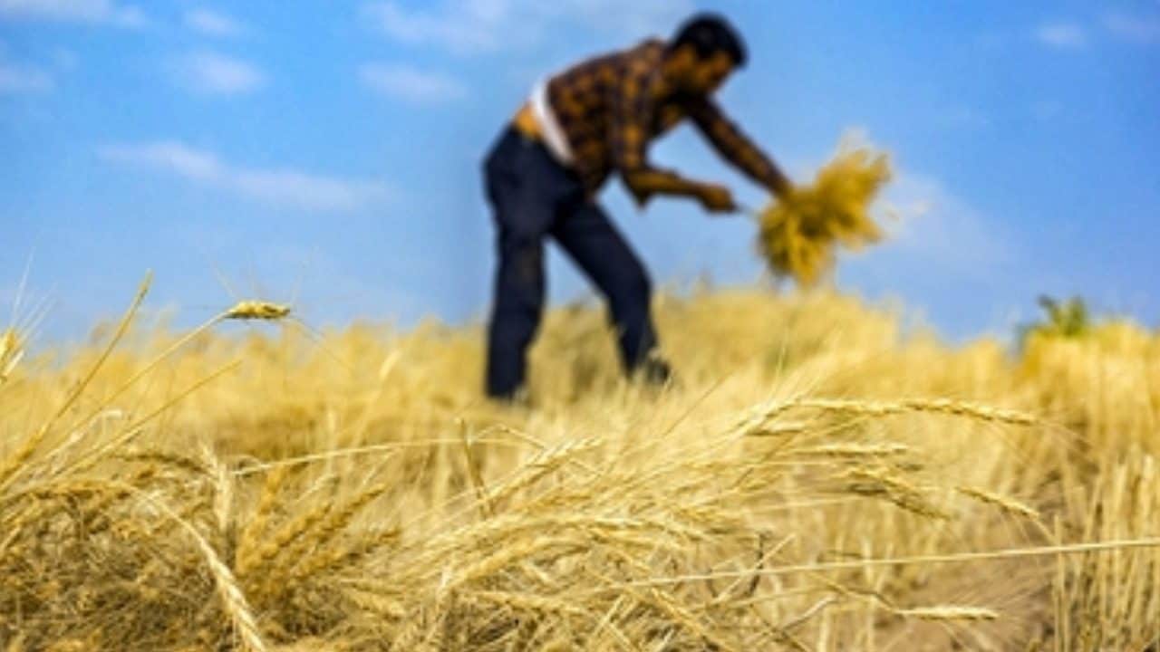 خرید تضمینی گندم به ۱۰ میلیون و ۳۴۱ هزارتن رسید