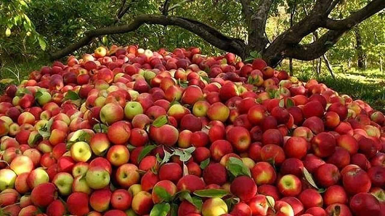 ۸۰ درصد محصولات باغی تا سال آینده شناسه دار می‌شوند