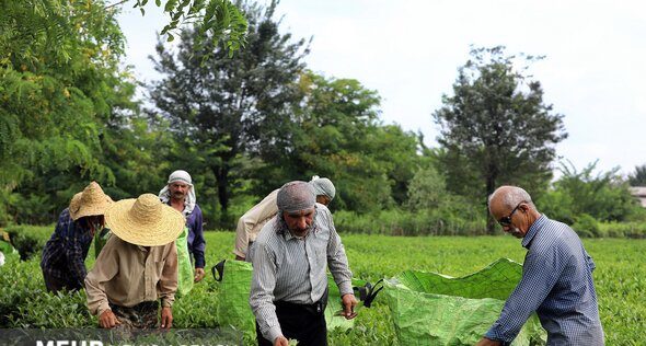 خریداران چای داخلی مجوز دوبرابری ثبت سفارش واردات دریافت می‌کنند