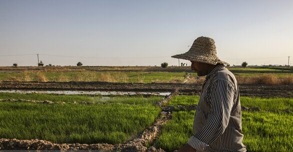 خبری از ابلاغ خرید تضمینی کالاهای اساسی نیست
