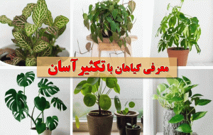 گیاهان خانگی: نفس تازه در داخل ساختمان