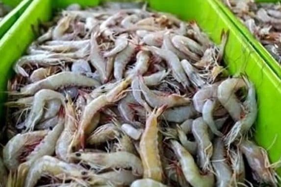 اکوادور بازار میگوی ایران در چین را تصاحب کرد