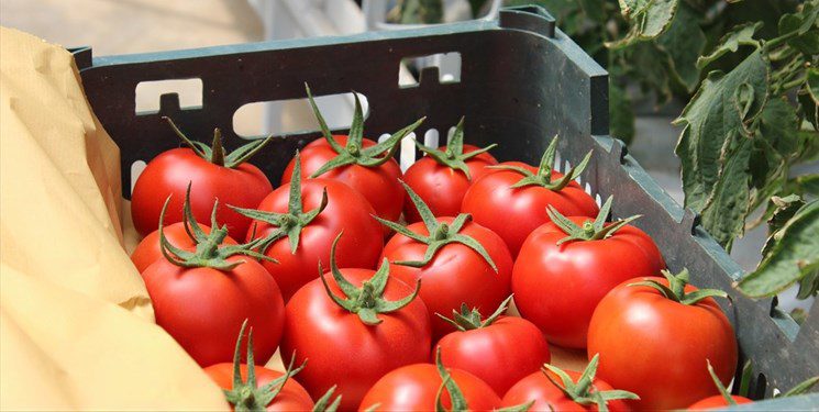 ترمز گرانی گوجه فرنگی کشیده می‌شود