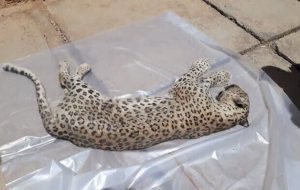 پیدا شدن لاشه یک قلاده پلنگ در بخش کجور نوشهر