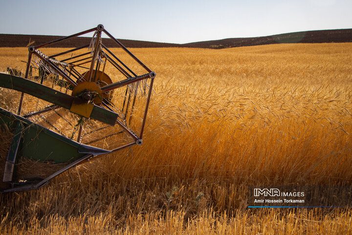 قیمت خرید تضمینی گندم در ایران بالاتر از نرخ جهانی