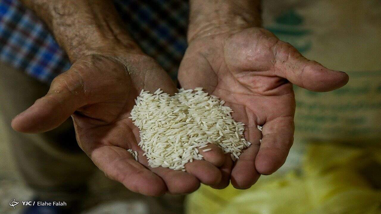نیاز سالانه ۳ میلیون و ۲۰۰ هزارتن برنج در کشور