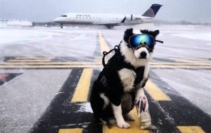 سگ مانع فرود هواپیمای پویا در باند فرودگاه مهرآباد شد