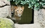 برخورد جدی با باغ وحش مشهد در صورت قصور