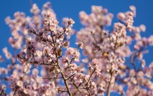 شکوفه های بهاری – قزوین