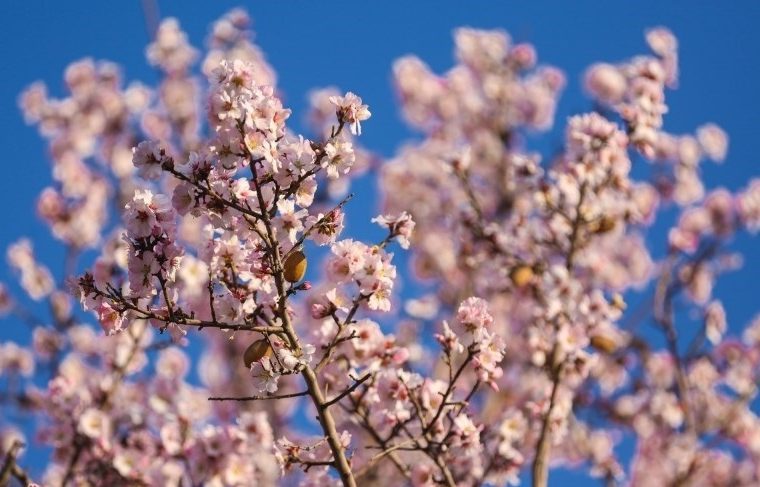 شکوفه های بهاری – قزوین