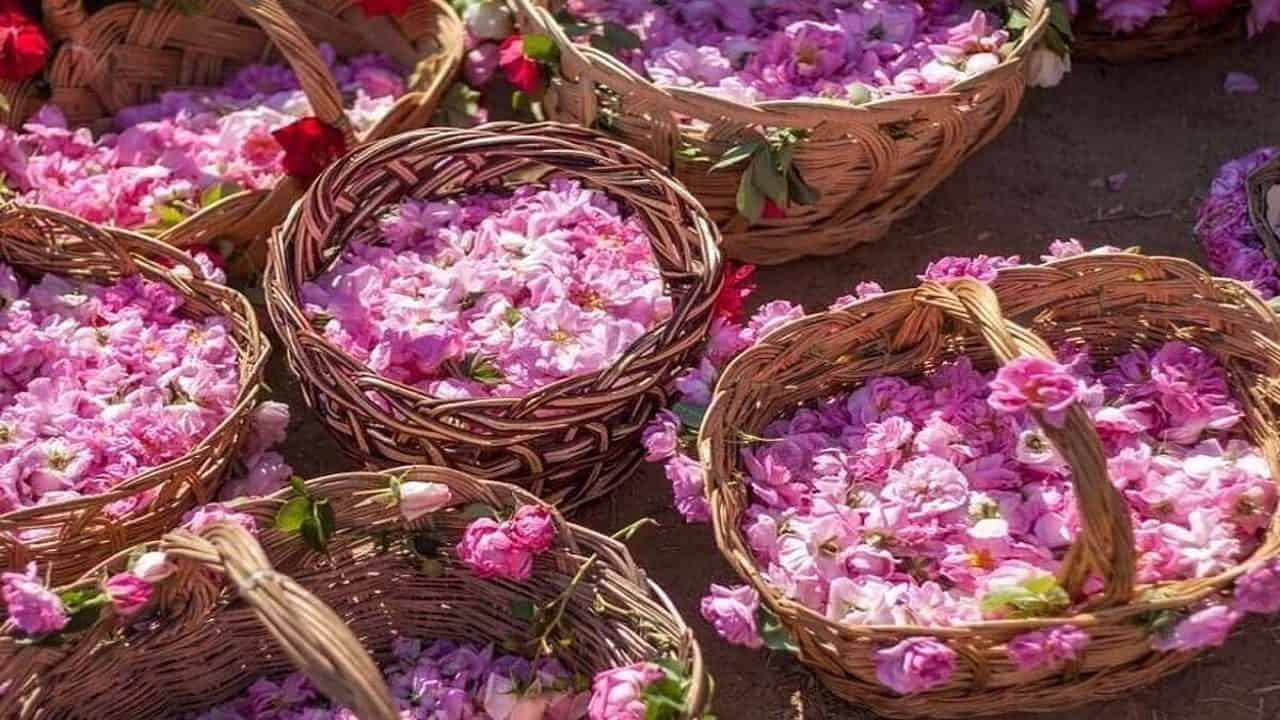 رتبه نخست تولید گلاب در دنیا را داریم