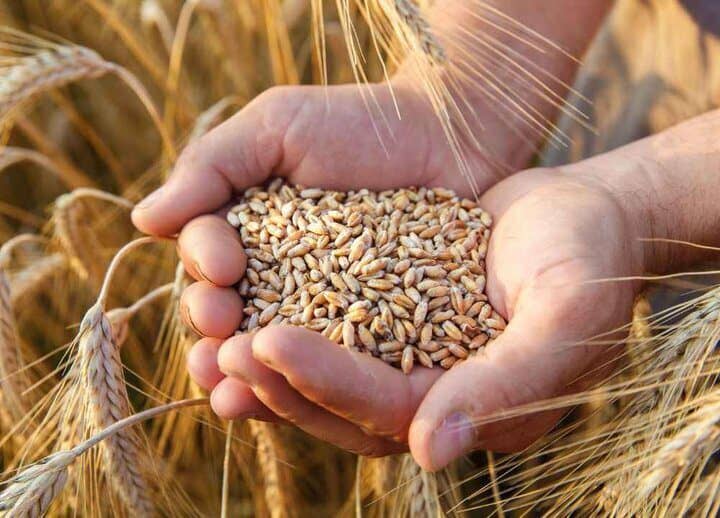 امسال واردات گندم نخواهیم داشت