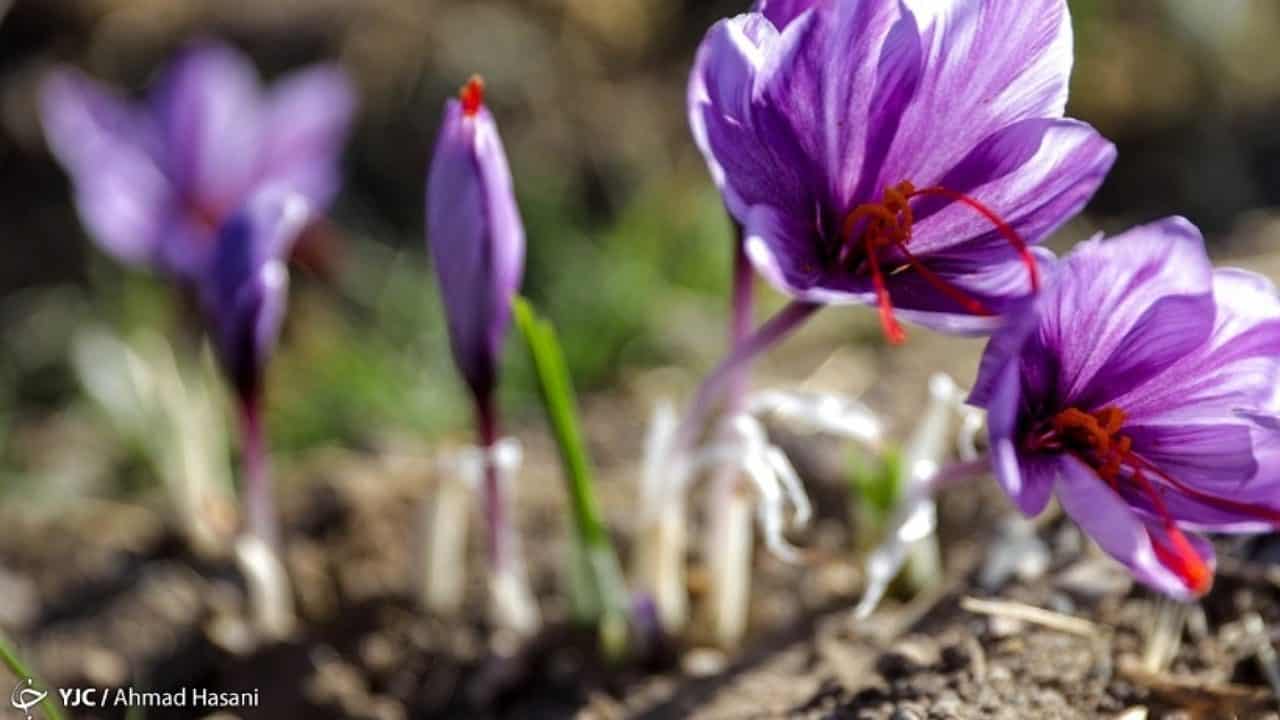 پتانسیل افزایش ۳ برابری تولید زعفران در کشور وجود دارد