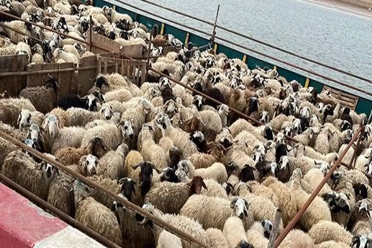 قیمت دام زنده  ۲۱ خرداد