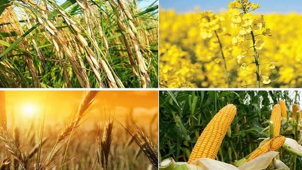 تأخیر در تعیین قیمت تضمینی محصولات کشاورزی: تهدیدی برای خودکفایی و امنیت غذایی ایران