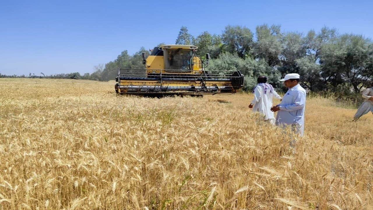 بیش از ۴۳۰ هزار تن بذر گندم خریداری شد