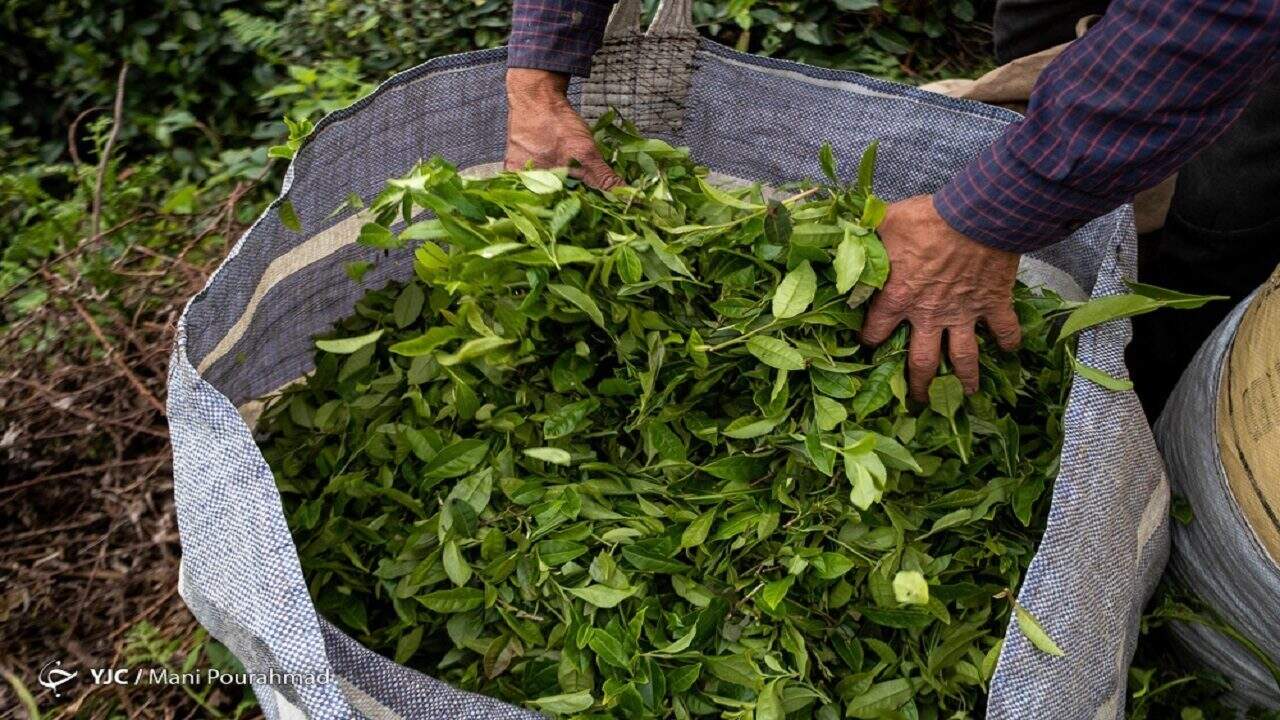 ۵۱ درصد مطالبات چایکاران پرداخت شد