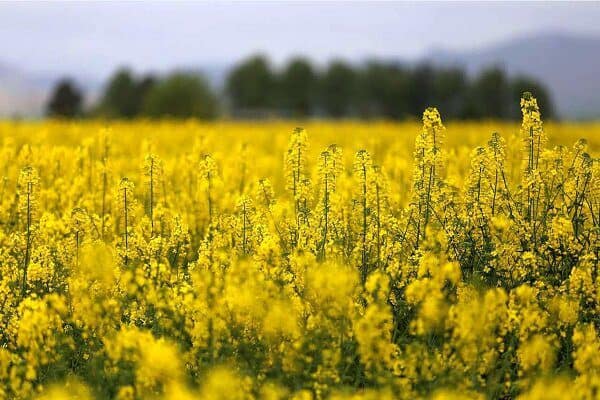 پول برای واردات دانه روغنی هست اما برای ۱۰درصد تولید داخل خیر