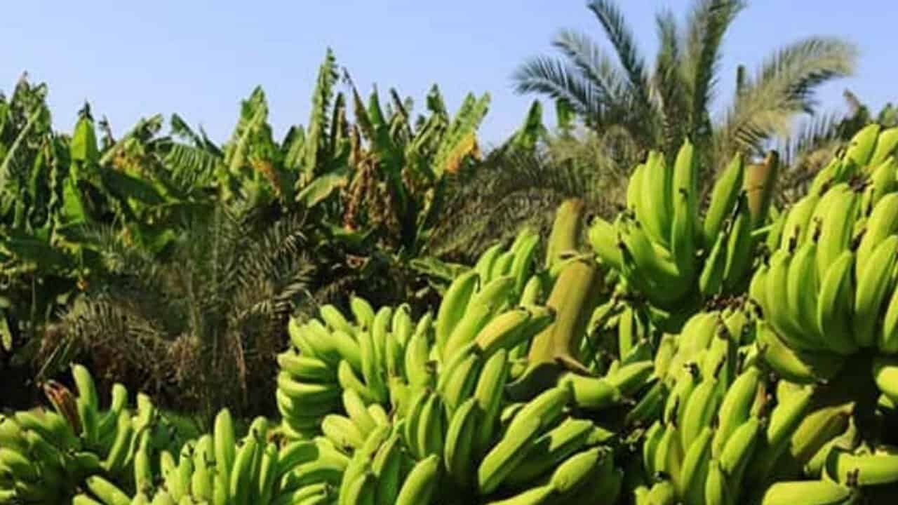 جلوگیری از خروج ۶۰۰ میلیون یورو با خودکفایی موز محقق می‌شود
