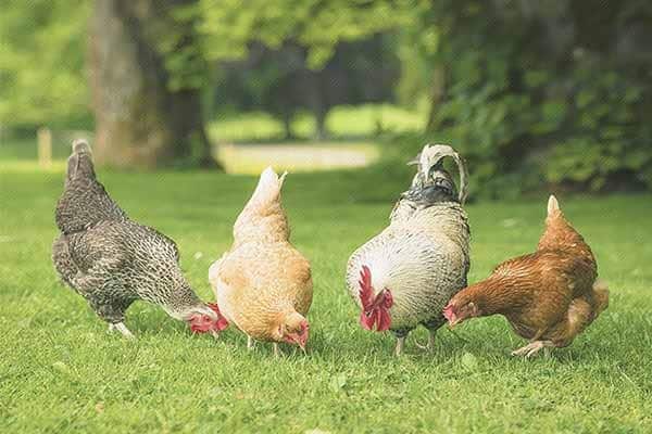 مرغ بومی؛ پدافندی غیرعامل