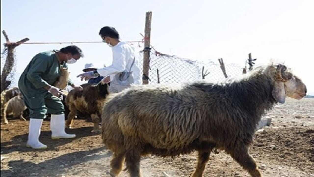 واکسیناسیون ۶۵ درصد از دام‌ سبک کشور علیه تب برفکی