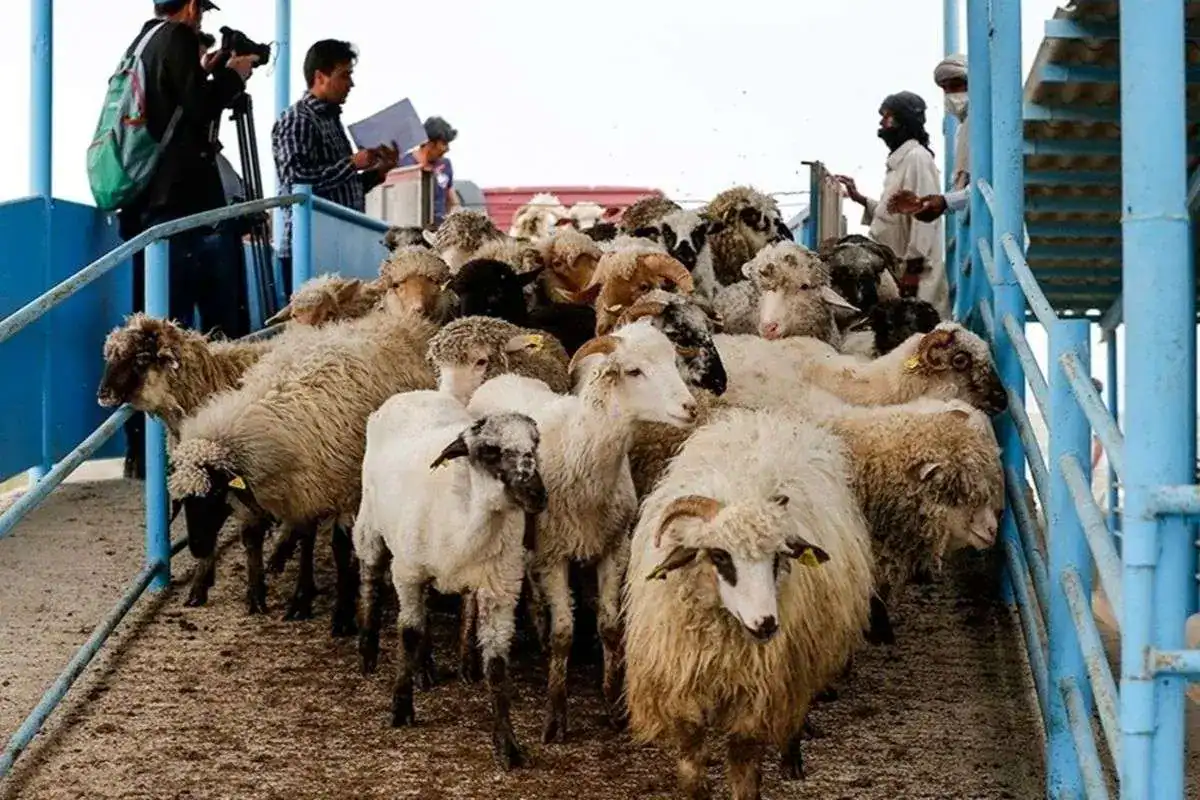 قیمت دام زنده امروز در تهران