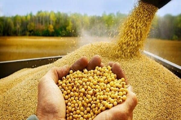 سیاست‌گذاری اشتباه در واردات نهاده‌ها؛ مانعی برای توسعه تولید داخلی و تهدیدی برای امنیت غذایی