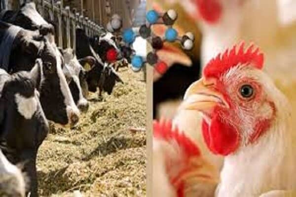 کاهش قیمت روز دام و طیور