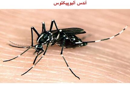 شناسایی ۱۰۹۶ مبتلا به تب‌ دنگی در ایران