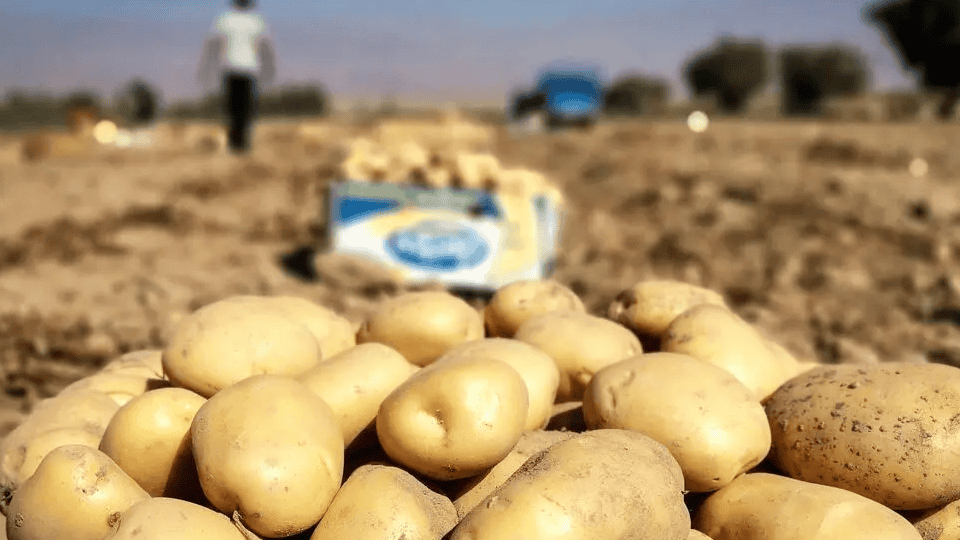مدیریت معکوس بازار؛ از صادرات سیب‌زمینی تا واردات با ارز دولتی!