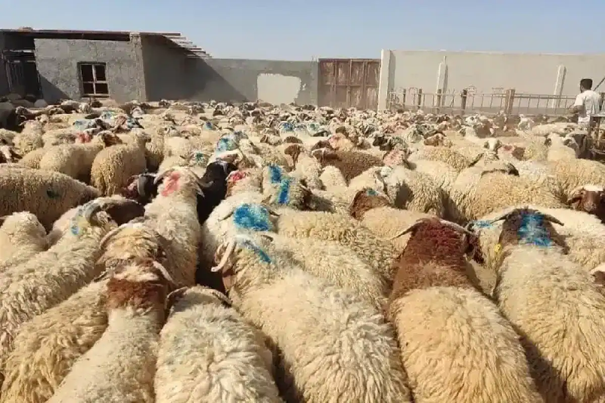 دام زنده امروز ۱۶ اسفند ۱۴۰۳ چند؟