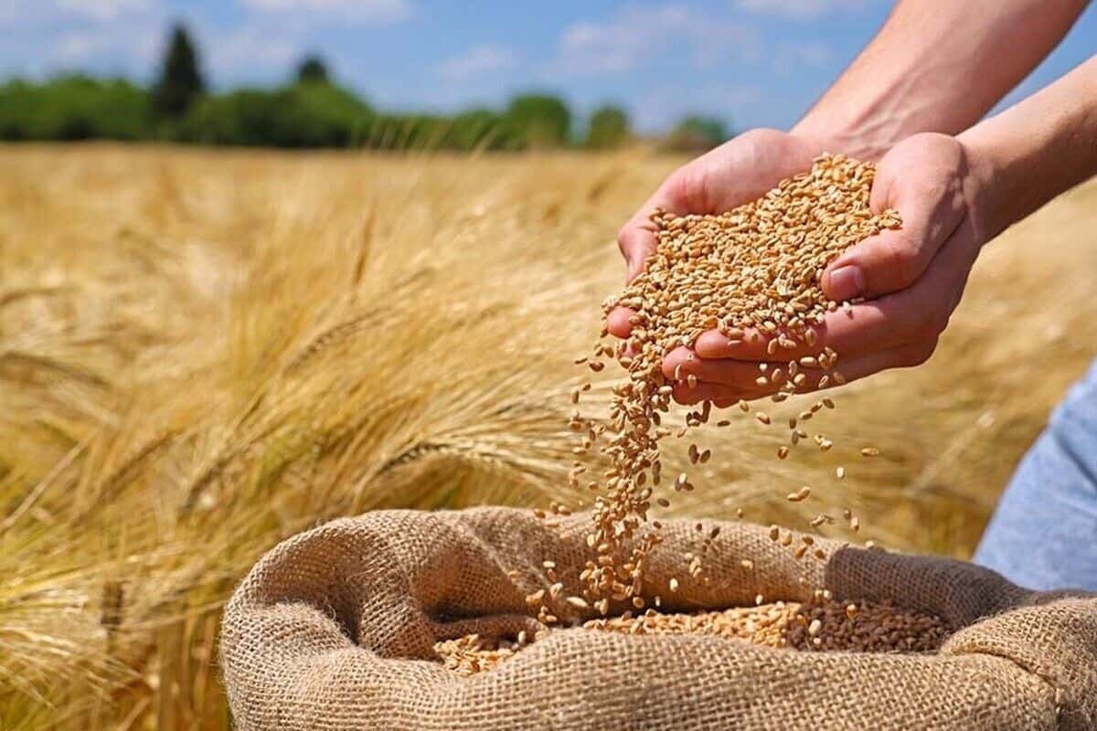 خرید تضمینی گندم ۱۴۰۴؛ نرخ غیرواقعی و بحران انگیزه در میان کشاورزان