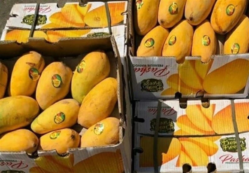 آغاز ثبت سفارش واردات انبه از ۱۰ خرداد ۱۴۰۴