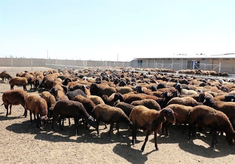 قیمت دام سبک زنده مشخص شد