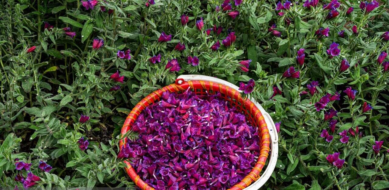 قطب اصلی تولید گل گاوزبان