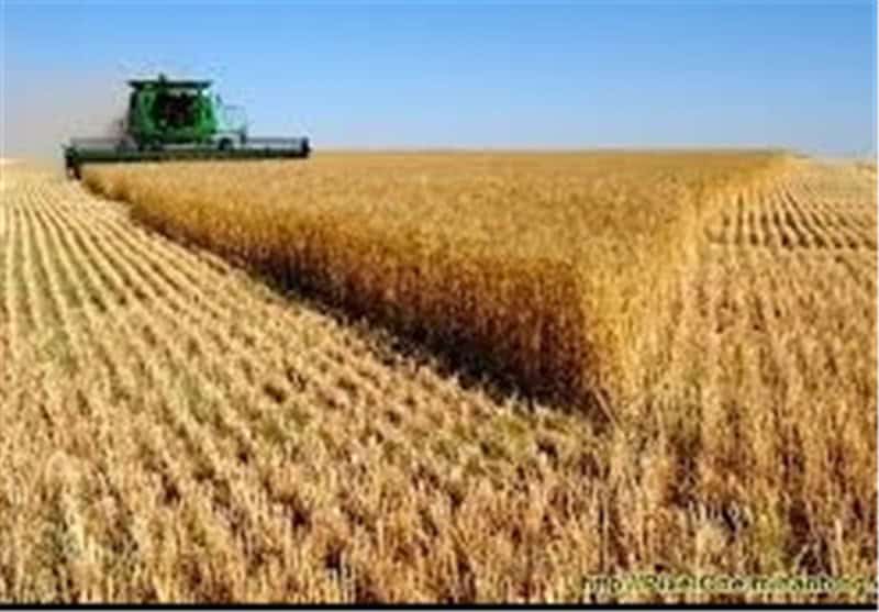 برداشت گندم در مازندران؛ از دغدغه قیمت تضمینی تا بحران کیفیت و زمان‌بندی