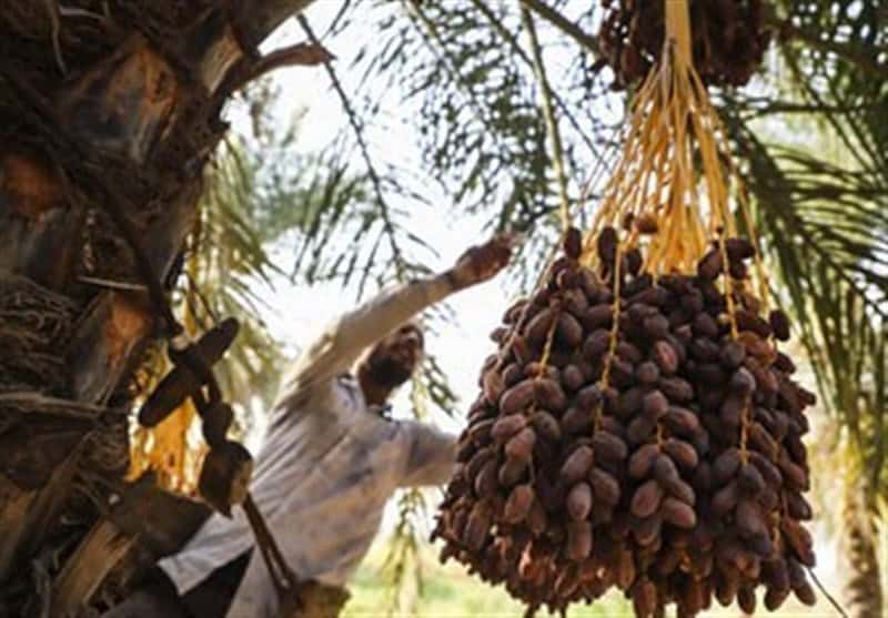 ایران کماکان دومین تولید کننده خرما قبل از عربستان/خشکی در کمین نخلستان‌ها