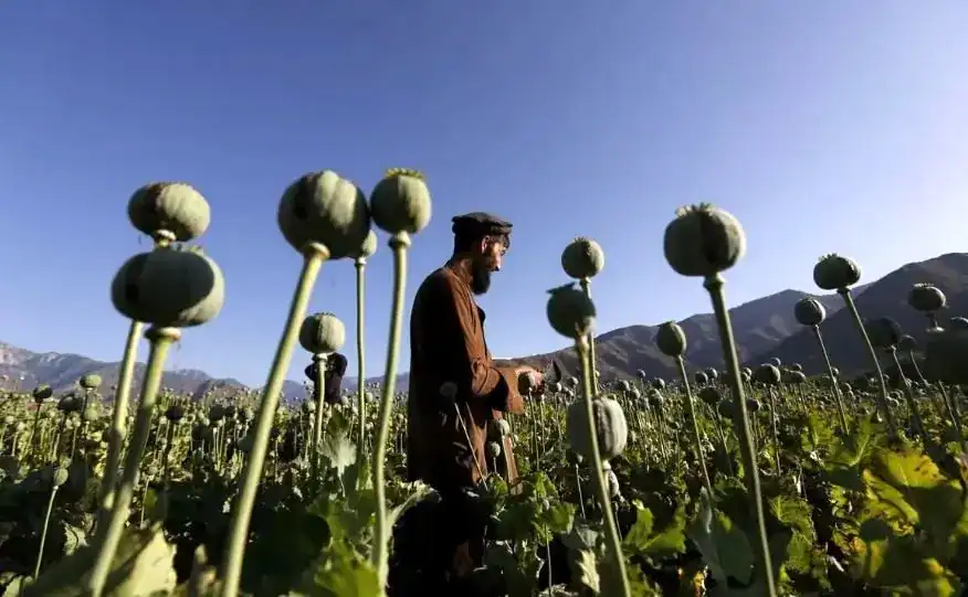 دبیر کمیسیون اصل ۹۰: کشت خشخاش امنیت غذایی کشور را به خطر می‌اندازد
