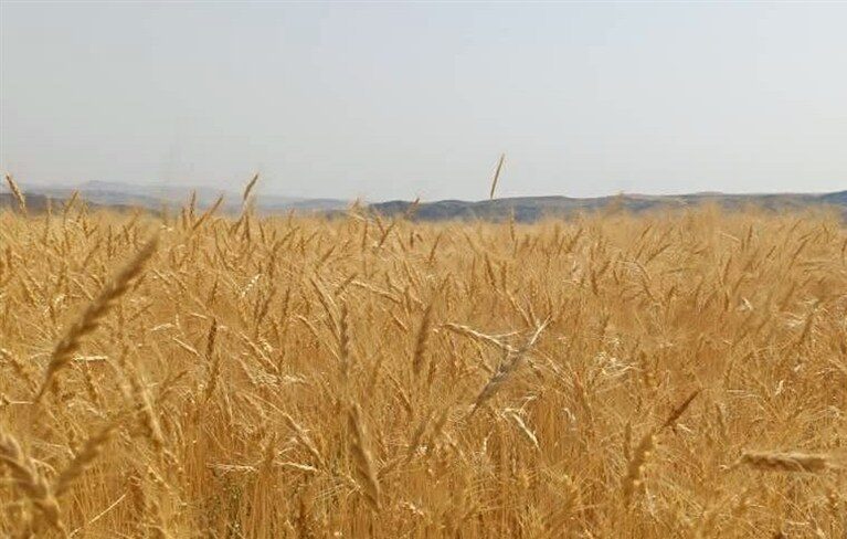 قیمت خرید تضمینی گندم برای سال ۱۴۰۵ اعلام شد