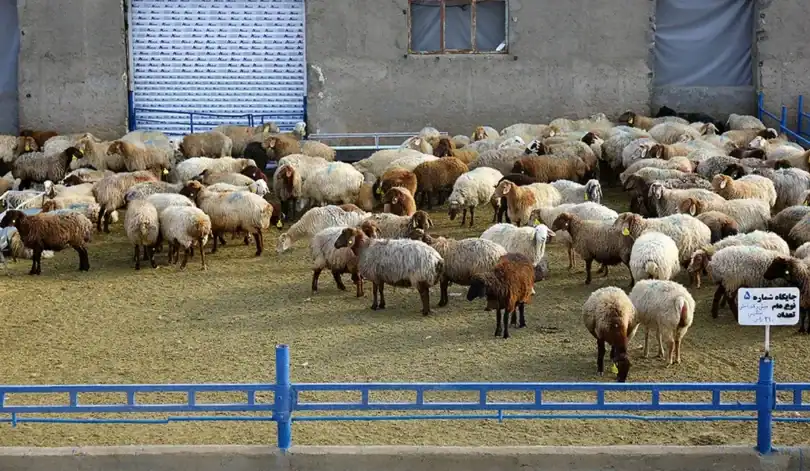 کاهش چشمگیر نرخ گوسفند و گوساله در کشور