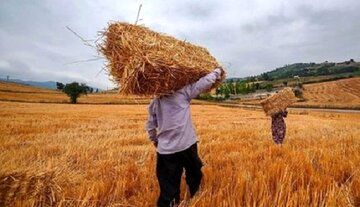 قیمت رسمی گوشت، مرغ و تخم‌مرغ اعلام شد/ خبر مهم وزیر کشاورزی برای گندم کاران