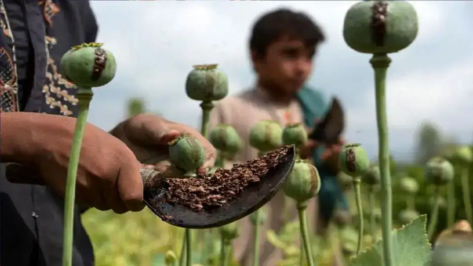 کشت خشخاش در کشور ممنوع است