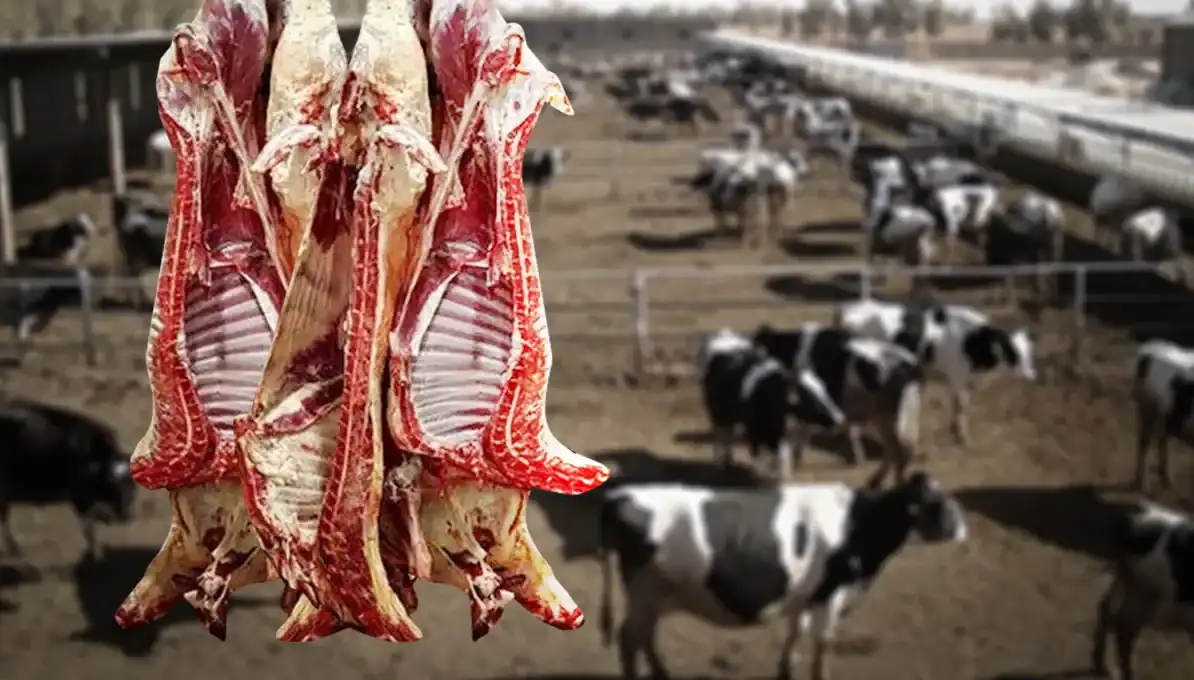 بررسی قیمت گوشت قرمز در بازار امروز